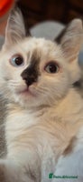 Munchkin cats Purebred TICA reg. Munchkin kittens ready to go - Advert 1