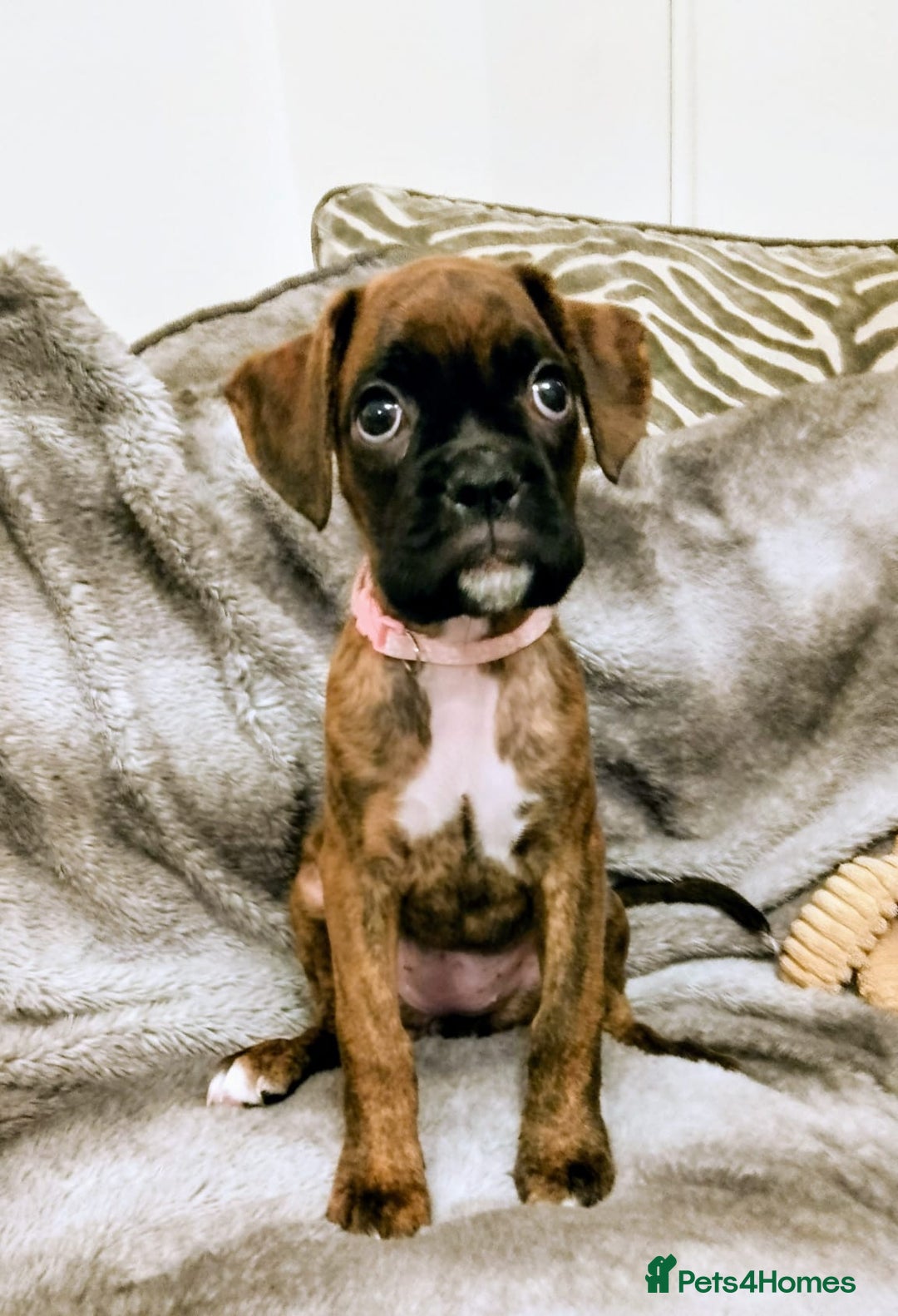 Boxer dogs for sale: Boxer Puppies  - Advert 30