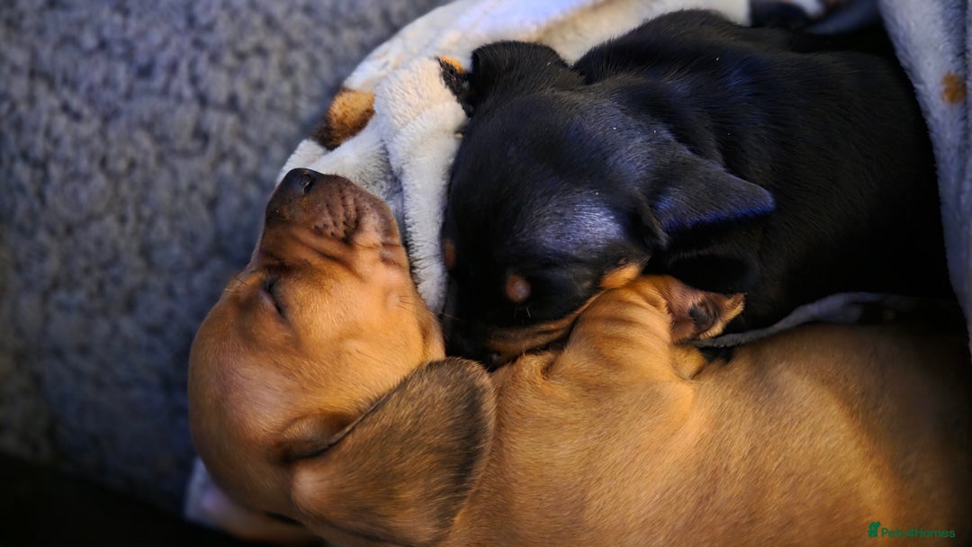 Miniature Dachshund dogs for sale: Beautiful Dachshund Girl - Ready in 2 weeks - Advert 11