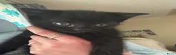 Mixed Breed cats for sale: kittens - Advert 12