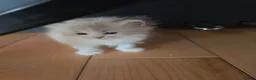 Siberian cats for sale: Pure gorgeous Siberian Kittens  - Advert 28