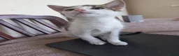 Mixed Breed cats for sale: Kitten for sale  in South Croydon - Advert 3