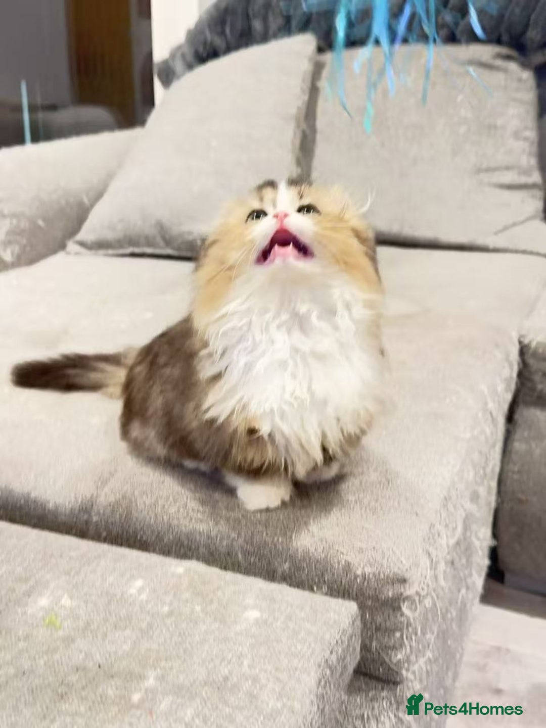 Munchkin cats for sale: Top level Super stunning & rare Minuet - Advert 23