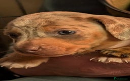 Mixed Breed dogs for sale: 3/4 Mini Dachshund 1/4 Jack Russell - Advert 12