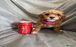 Cavapoochon dogs for sale: 🐾CAVAPOOCHON PUPPIES 🐾 - Image 18