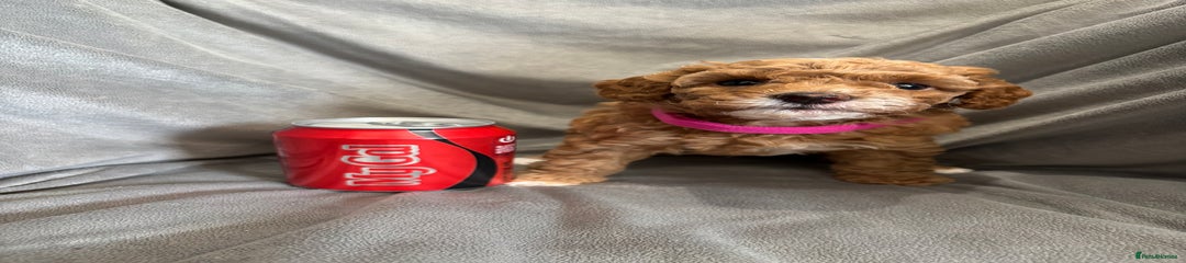 Cavapoochon Puppy 5 bright pink