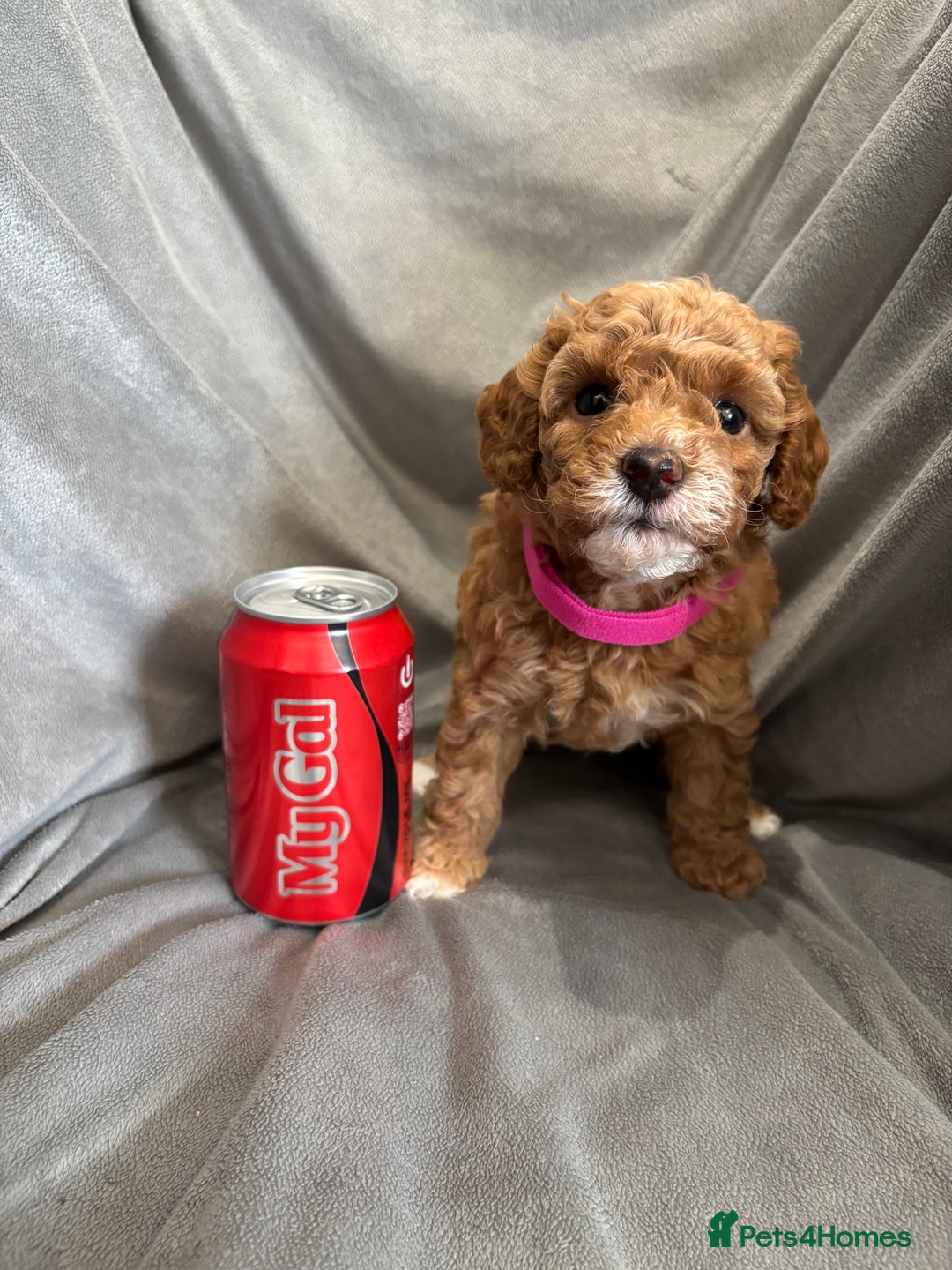 Cavapoochon dogs for sale: 🐾CAVAPOOCHON PUPPIES 🐾 - Image 18