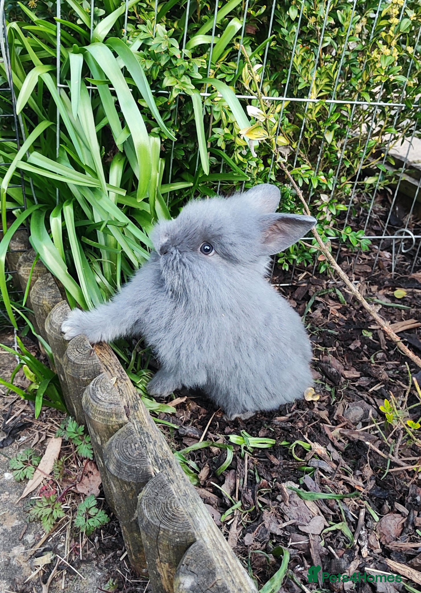 Mini Lop rabbits Beautiful mini lops  - Advert 13