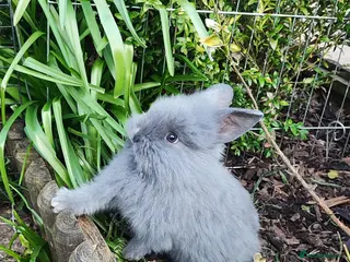 Mini Lop rabbits Beautiful mini lops - Advert 13