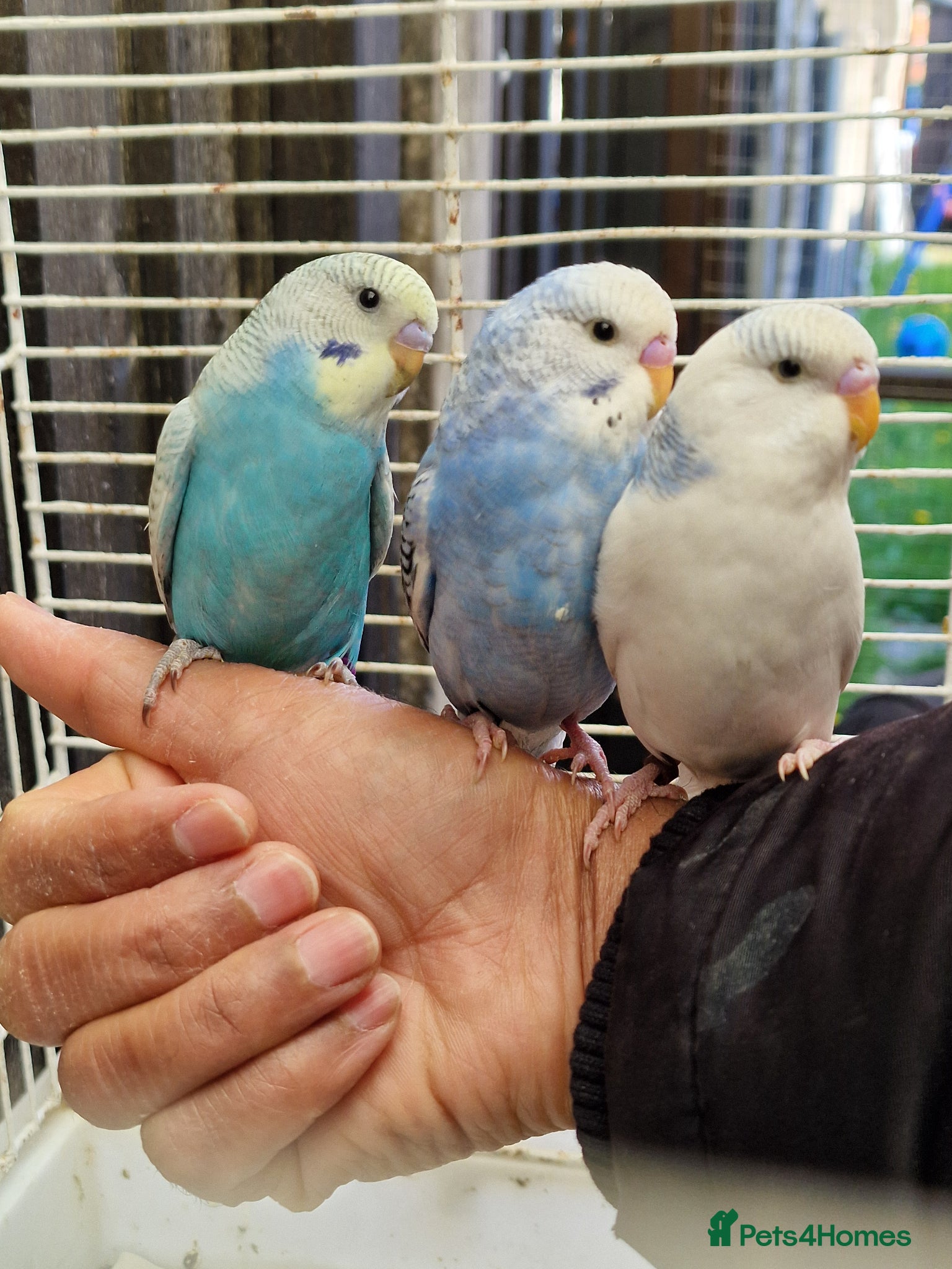 Budgerigars birds Super Silly hand tamed baby budgies for sale - Advert 1