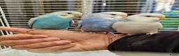 Budgerigars birds for sale: Super Silly hand tamed baby budgies for sale - Advert 1