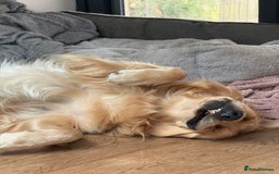 Golden Retriever dogs for sale: Gorgeous Show Type Golden Retrievers - Image 18