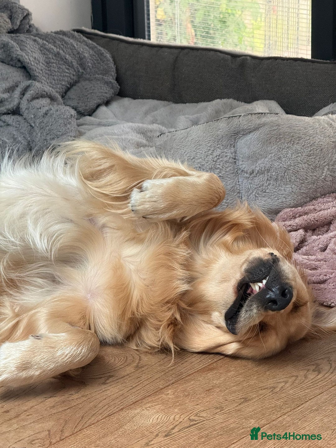 Golden Retriever dogs for sale: Gorgeous Show Type Golden Retrievers - Image 18