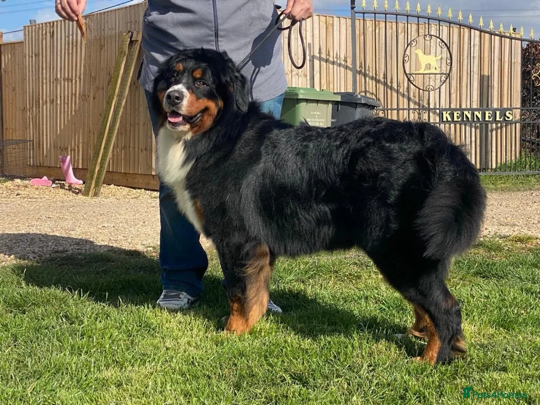 Bernese Mountain Dog dogs for stud: Outstanding kc reg Bernese mountain dog stud - Advert 3