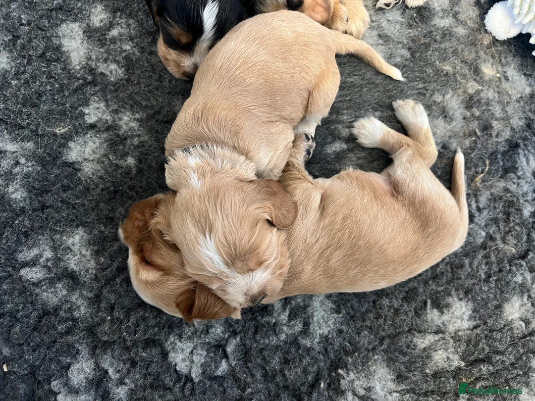 Cocker Spaniel dogs for sale: Exceptional Health Tested Show Cocker Spaniel - Advert 13