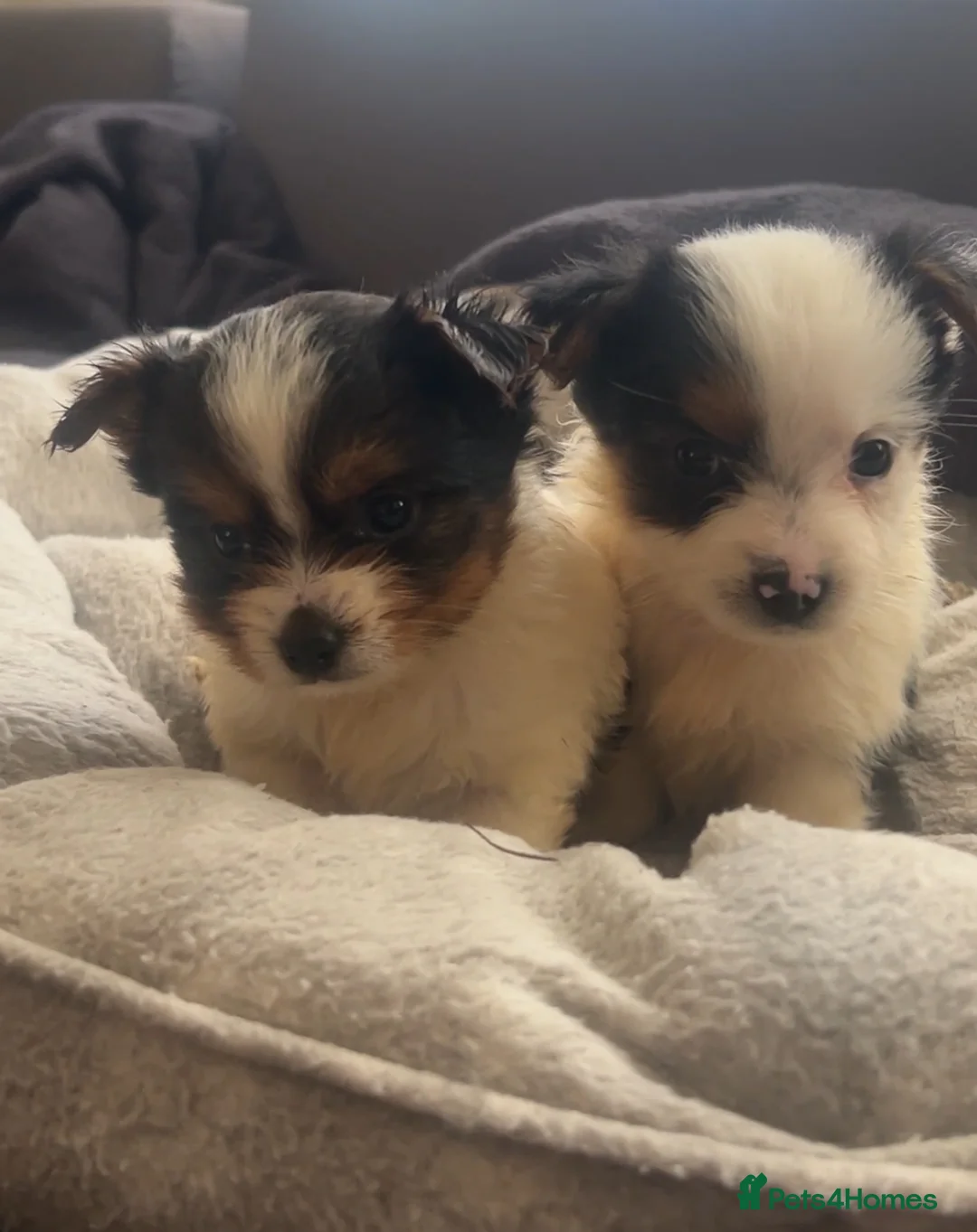 Biewer Terrier dogs for sale: Beautiful Biewer terrier puppies for sale  - Advert 28