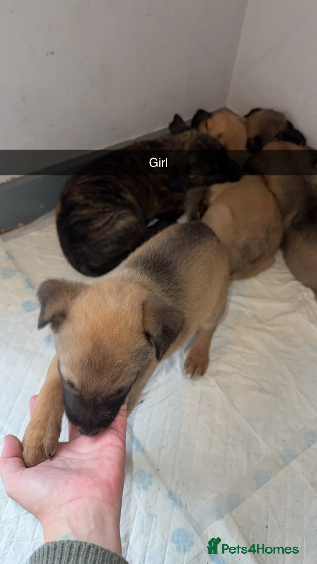 Mixed Breed dogs for sale: 12 gorgeous puppies , READY TO VEIW - Advert 2