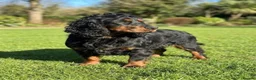 Cocker Spaniel dogs for sale: Cocker Spainel puppies  - Advert 10