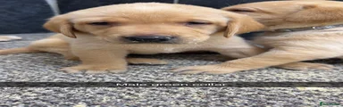 Labrador Retriever 4