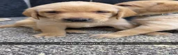 Labrador Retriever dogs for sale: Beautiful chunky Labrador pups  in Doncaster - Advert 5