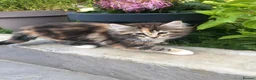Maine Coon cats for sale: Beautiful Maine Coon Kittens — Ready Now - Advert 12