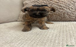 Cairn Terrier dogs for sale: Cairn terrier puppies  - Image 6