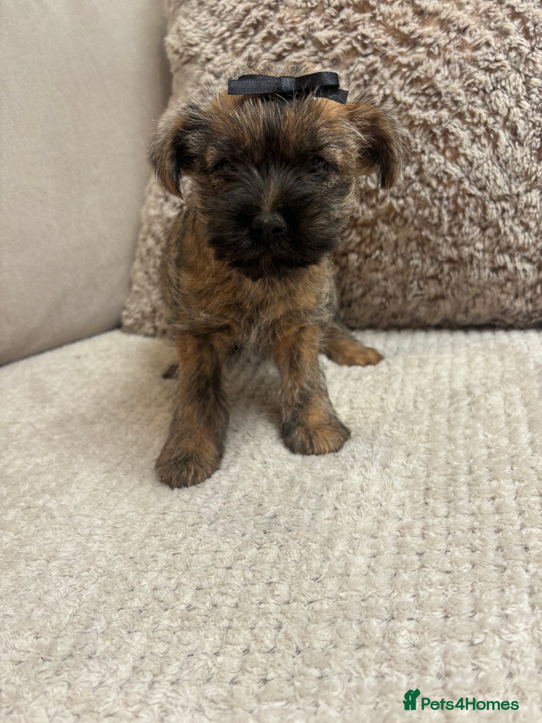 Cairn Terrier dogs for sale: Cairn terrier puppies  - Image 6