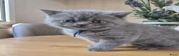 British Shorthair cats for sale: Purebred british shorthair kittens in Wigton - Advert 33