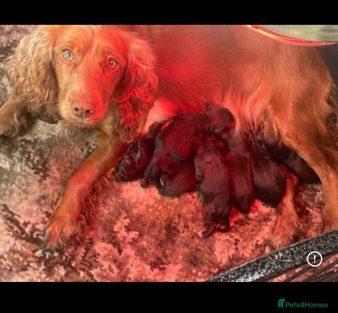 Cockapoo dogs for sale: F1 cockerpoo puppies  - Advert 8