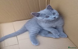 British Shorthair cats for sale: *Nearly Ready* GCCF Registered BSH Kittens  - Image 8
