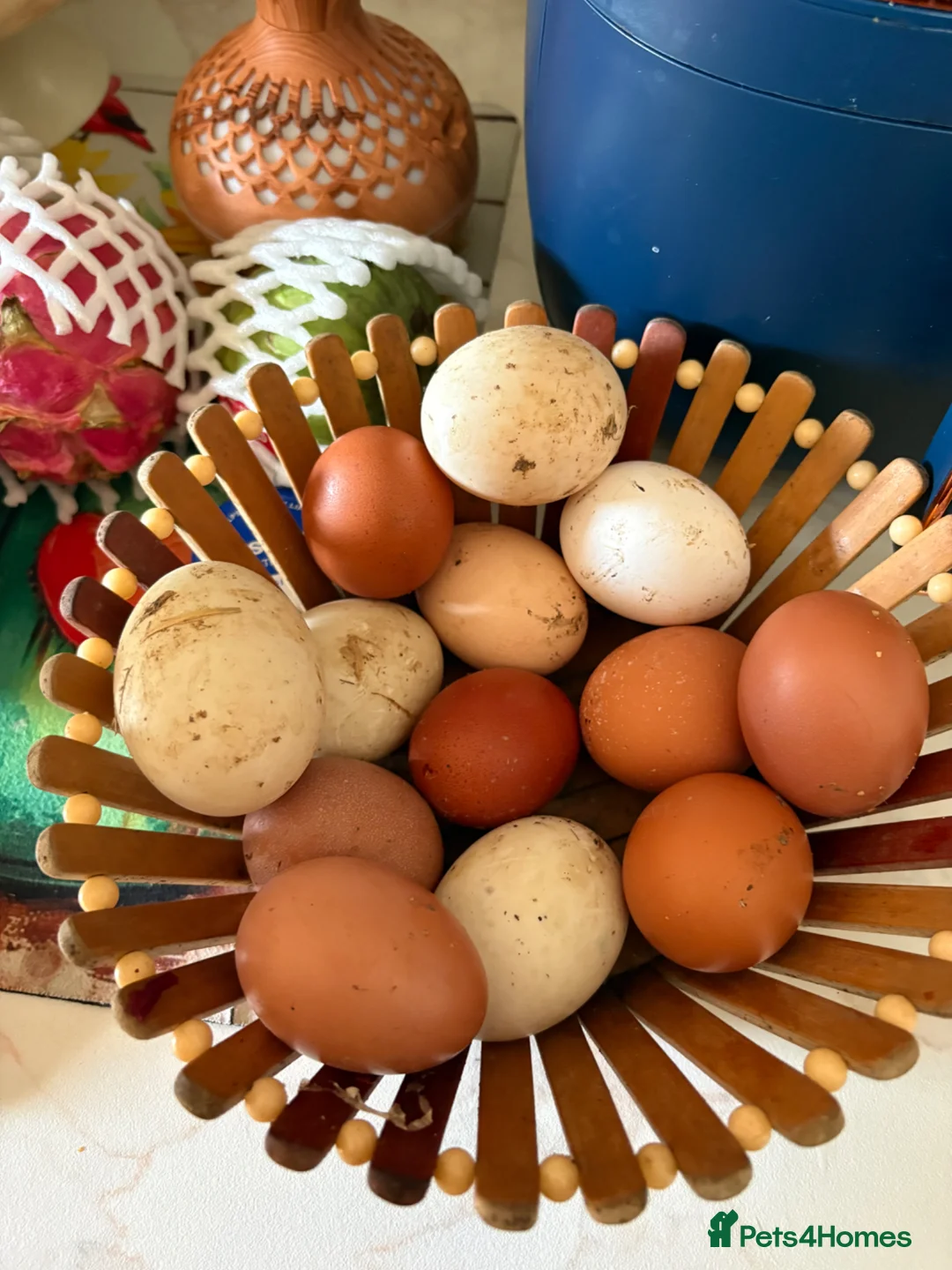 Chickens poultry for sale: Hybrid chicken & appleyard ducks hatching eggs  in Luton - Advert 2