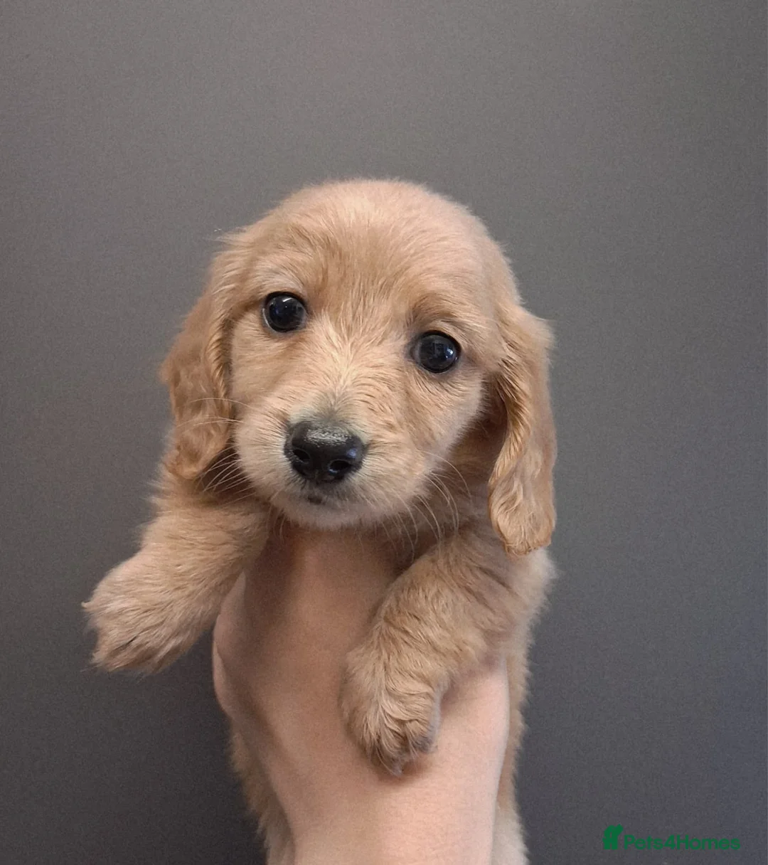 Dachshund dogs for sale: Kc Dachshund puppies - Advert 1