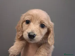 Dachshund dogs Kc Dachshund puppies - Advert 16