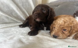 Cockapoo dogs for sale: beautiful toy cockapoo - Image 9