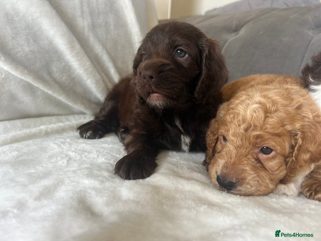 Cockapoo dogs for sale: beautiful toy cockapoo - Image 9