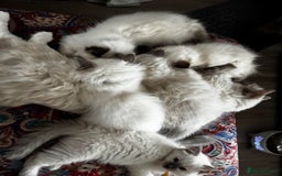 Ragdoll cats for sale: Great purebred ragdolls kittens up for sales - Image 5