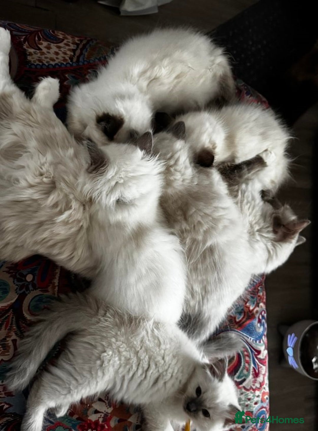 Ragdoll cats for sale: Great purebred ragdolls kittens up for sales - Image 5