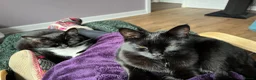 Mixed Breed cats for sale: 4 adult cats for sale/adoption - 2 boys, 2 girls  in Glossop - Advert 20