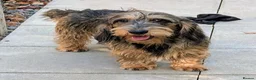 Dachshund dogs for stud: Kc Dachshund/Teckel Standard Wirehaired Stud - Advert 2