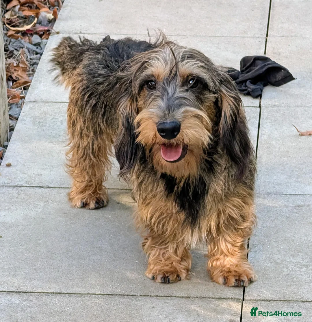Dachshund dogs for stud: Kc Dachshund/Teckel Standard Wirehaired Stud - Advert 2