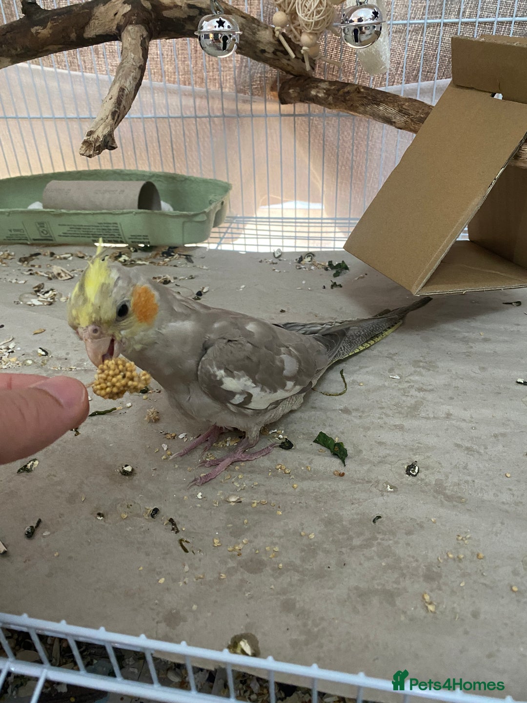 Cockatiels birds for sale: Lovely cockatiel  - Image 1