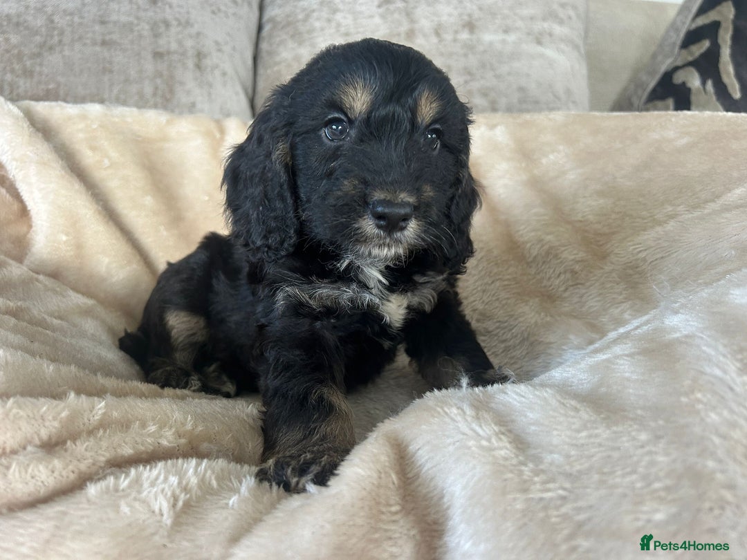 Cockapoo dogs for sale: Adorable F1 cockapoo puppies  - Image 17