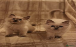Ragdoll cats for sale: Ragdoll Kittens, One male and one female.  - Image 2