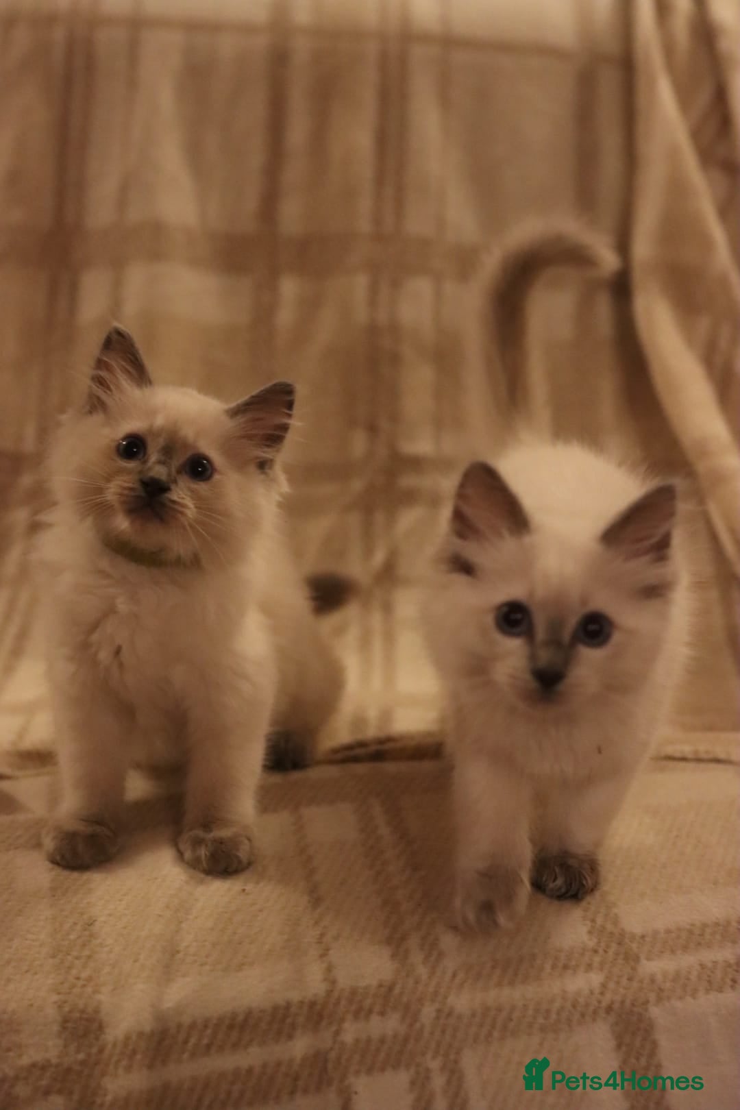 Ragdoll cats for sale: Ragdoll Kittens, One male and one female.  - Image 2