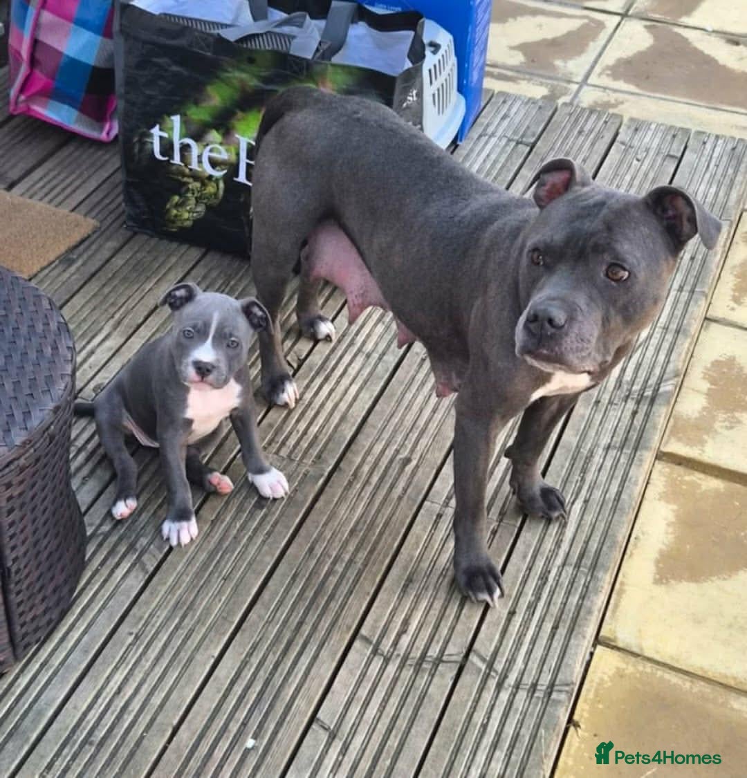 Staffordshire Bull Terrier dogs Blue Staffordshire bull terrier puppies 🐶🐕🐾 - Advert 7