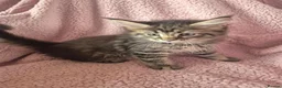 Maine Coon cats for sale: Amazing mainecoons. - Advert 10