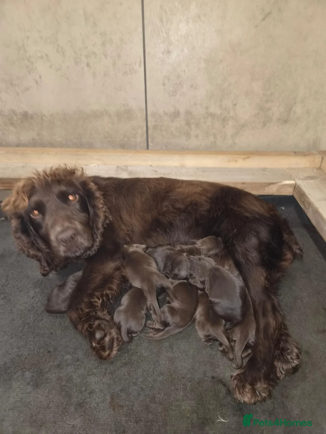Cocker Spaniel dogs for sale: Cocker spaniel pups  - Advert 10