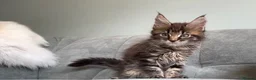 Maine Coon cats for sale: 3 Gorgeous TICA Registered Mainecoon kittens  - Advert 9