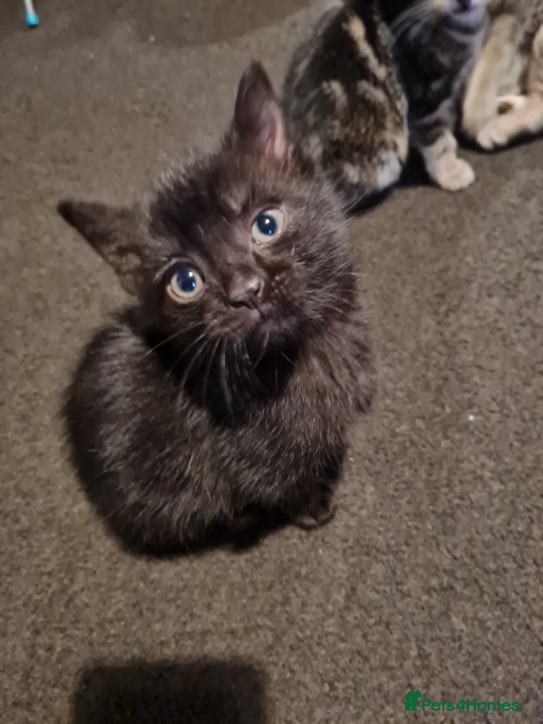Mixed Breed cats for sale: Beautiful 8 week old kittens - Advert 5