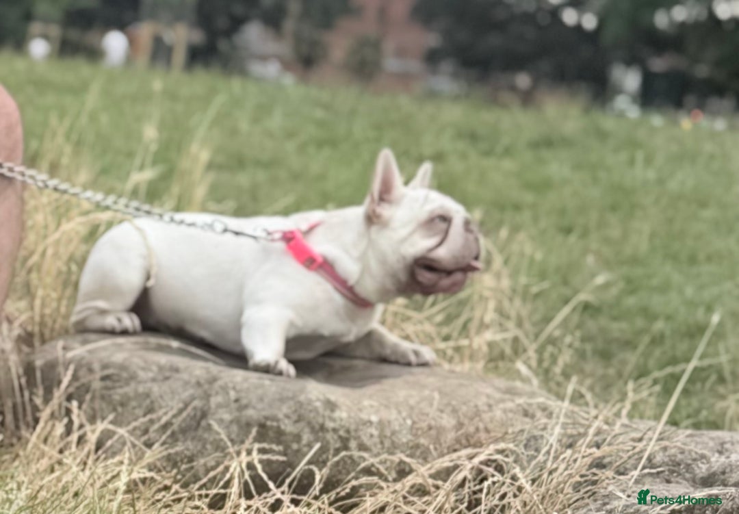 French Bulldog dogs for sale: French bulldog female for rehome  - Image 2